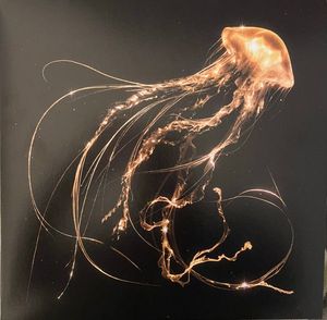 Back To The Water Below cover