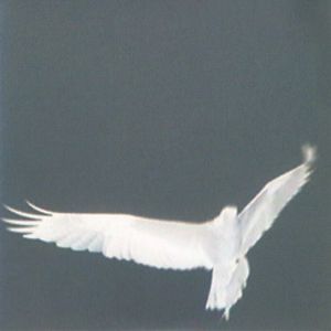 Adrop / Circuit VIII cover