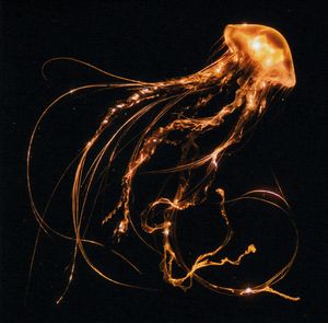 Back To The Water Below cover