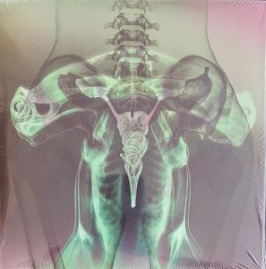 Shark Brain / Dolphin cover