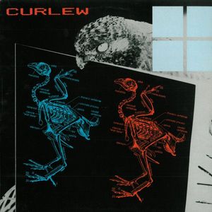 Curlew – Curlew
