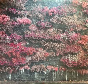 Even In Arcadia  cover