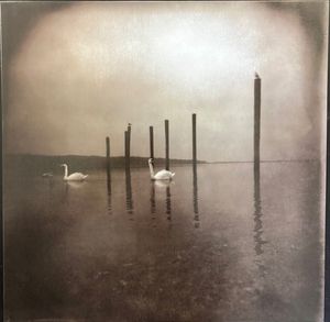 Conference Of The Birds cover