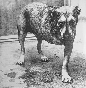 Alice In Chains by Alice In Chains